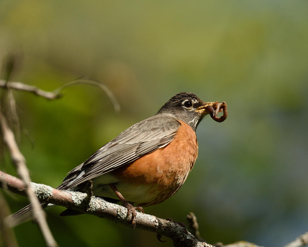 An American Robin sits on a branch while it grips a worm in its beak.