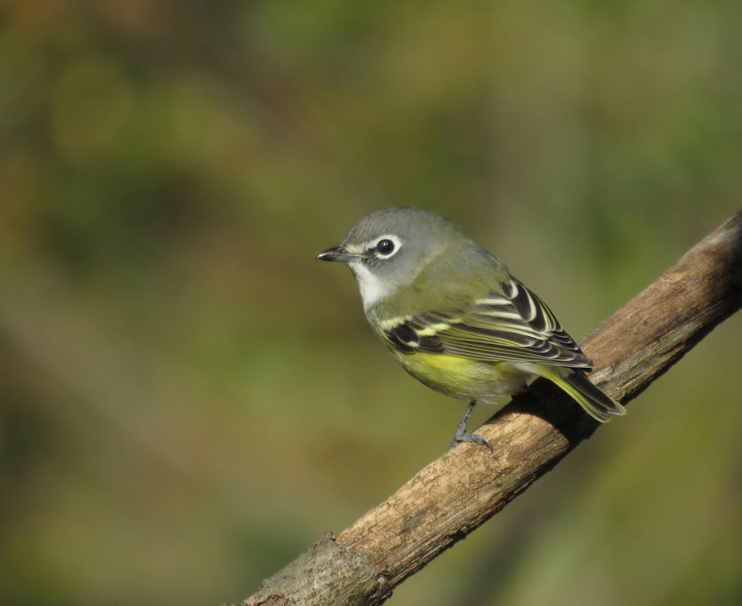 A blue-headed vireo sits on a small tree branch.