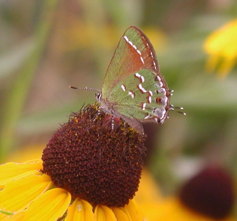 Juniper Hairstreak