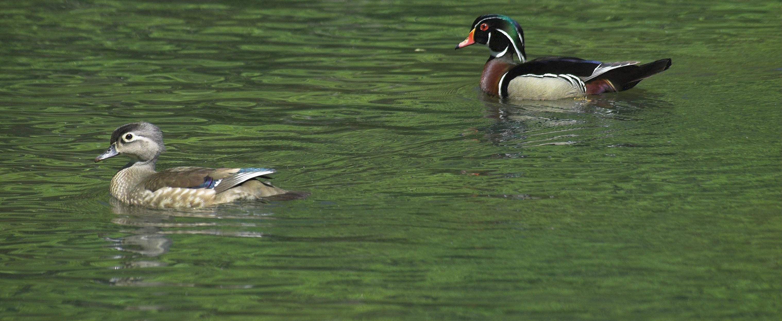 Wood Duck, Ben Meadors